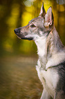 Tschechoslowakischer Wolfhund Portrait