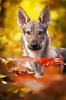 Tschechoslowakischer Wolfhund Portrait