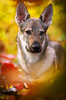 Tschechoslowakischer Wolfhund Portrait