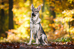 sitzender Tschechoslowakischer Wolfhund