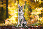 sitzender Tschechoslowakischer Wolfhund