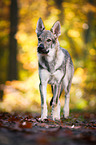 stehender Tschechoslowakischer Wolfhund