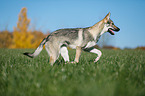 rennender Tschechoslowakischer Wolfhund