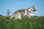 rennender Tschechoslowakischer Wolfhund