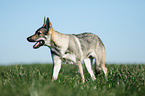 Tschechoslowakischer Wolfhund