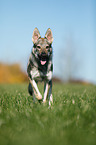 rennender Tschechoslowakischer Wolfhund