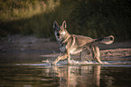 Tschechoslowakischer Wolfshund im Wasser