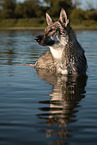 Tschechoslowakischer Wolfshund im Wasser