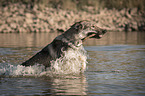 Tschechoslowakischer Wolfshund im Wasser