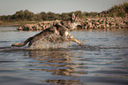 Tschechoslowakischer Wolfshund im Wasser