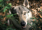 Tschechoslowakischer Wolfshund Portrait