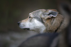 Tschechoslowakischer Wolfshund Portrait