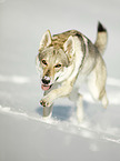 Tschechoslowakischer Wolfshund im Schnee