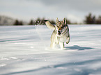 Tschechoslowakischer Wolfshund im Schnee