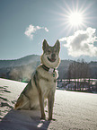 Tschechoslowakischer Wolfshund im Schnee