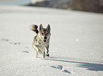 Tschechoslowakischer Wolfshund im Schnee