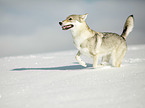 Tschechoslowakischer Wolfshund im Schnee