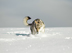 Tschechoslowakischer Wolfshund im Schnee