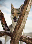 Tschechoslowakischer Wolfshund im Schnee