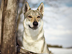 Tschechoslowakischer Wolfshund im Schnee