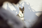 Tschechoslowakischer Wolfshund im Schnee