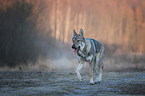 laufender Tschechoslowakischer Wolfhund