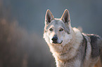 Tschechoslowakischer Wolfhund Portrait