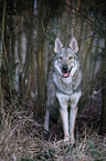 Tschechoslowakischer Wolfhund