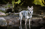 badender Tschechoslowakischer Wolfhund