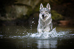 rennender Tschechoslowakischer Wolfhund