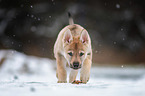 Tschechoslowakischer Wolfhund Welpe