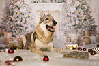 Tschechoslowakischer Wolfhund