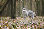 Tschechoslowakischer Wolfhund