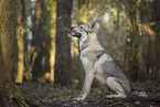 Tschechoslowakischer Wolfhund