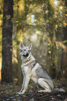 Tschechoslowakischer Wolfhund