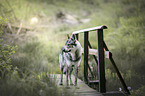 Tschechoslowakischer Wolfhund