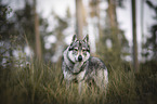 Tschechoslowakischer Wolfhund