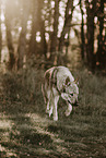 Tschechoslowakischer Wolfhund