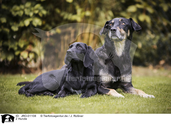 2 Hunde / JRO-01108