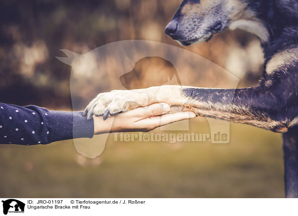 Ungarische Bracke mit Frau / Hungarian hound with a woman / JRO-01197