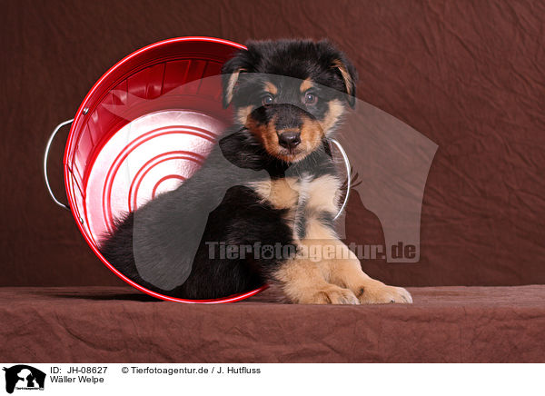Wller Welpe / JH-08627
