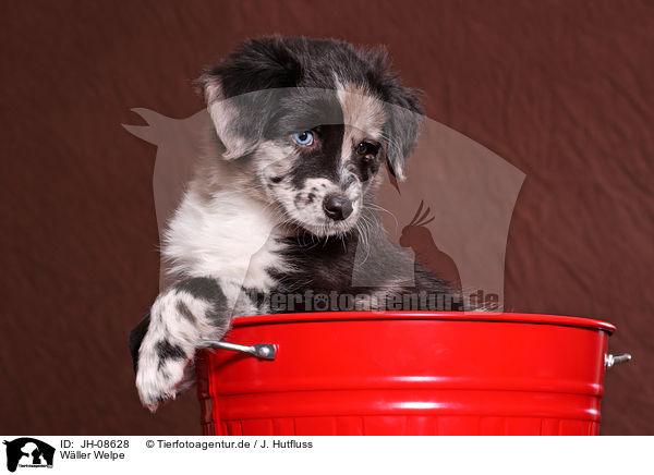 Wller Welpe / JH-08628