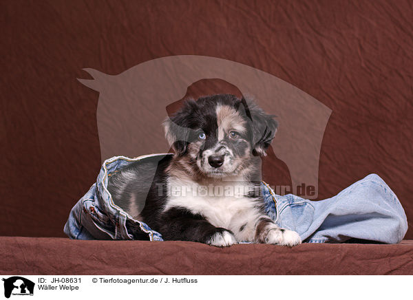 Wller Welpe / Wller Puppy / JH-08631