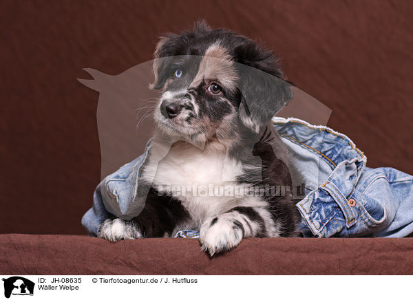 Wller Welpe / Wller Puppy / JH-08635