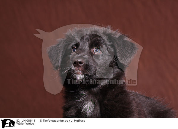 Wller Welpe / Wller Puppy / JH-08641