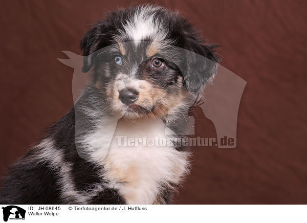 W�ller Welpe / JH-08645