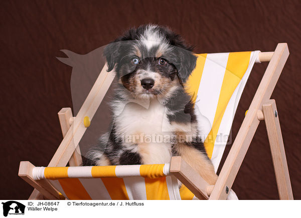 W�ller Welpe / JH-08647