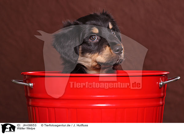 W�ller Welpe / JH-08653