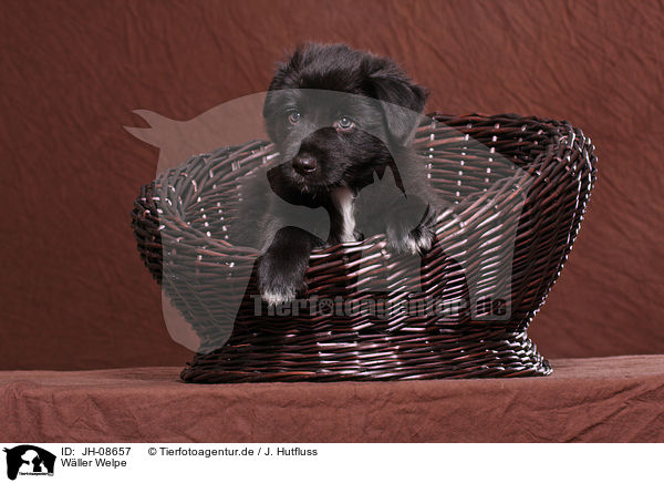 W�ller Welpe / JH-08657