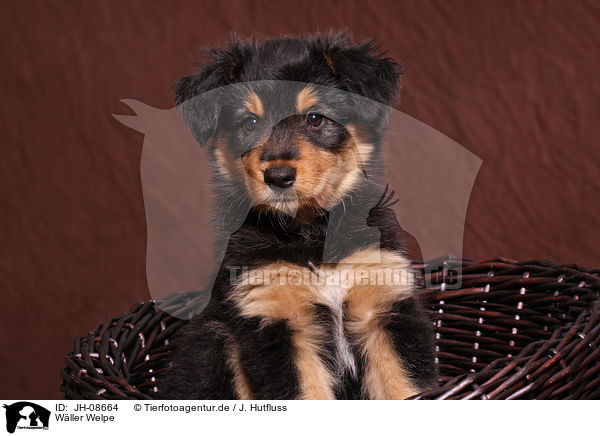 W�ller Welpe / JH-08664